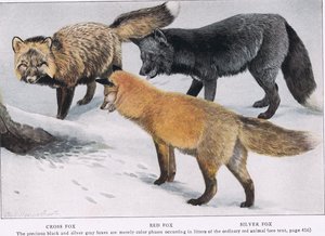 CrossRed and Silver Foxes by Louis Agassiz Fuertes